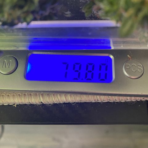 Frozen Face Auto  growlog timeline photo