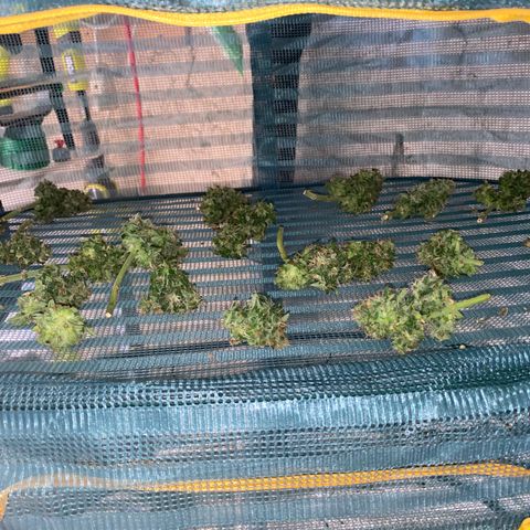 Frozen Face Auto  growlog timeline photo