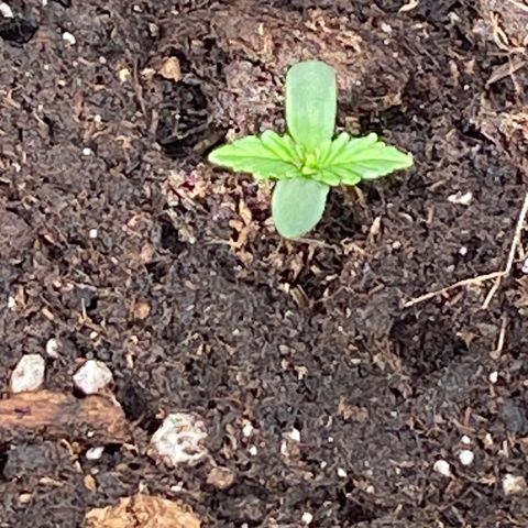 Auto Candy  growlog timeline photo