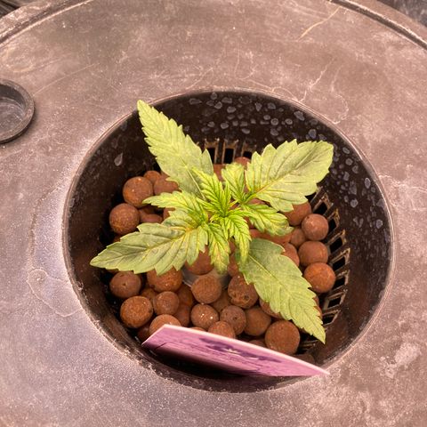Studio 54 Stardust Auto growlog timeline photo