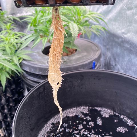 Studio 54 Stardust Auto growlog timeline photo