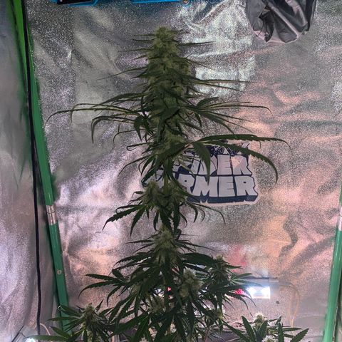 Super Boof growlog timeline photo