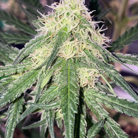 Super Boof growlog timeline photo