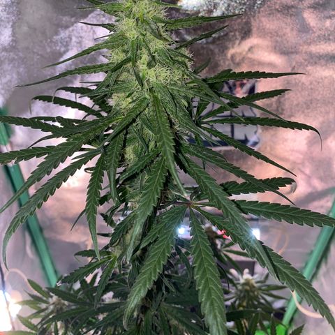 Super Boof growlog timeline photo