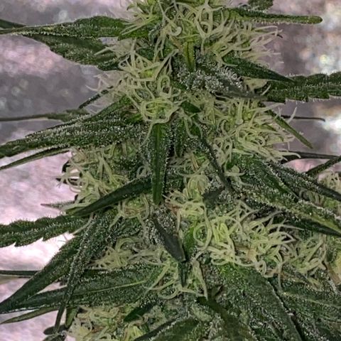 Super Boof growlog timeline photo