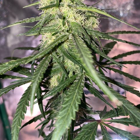 Super Boof growlog timeline photo