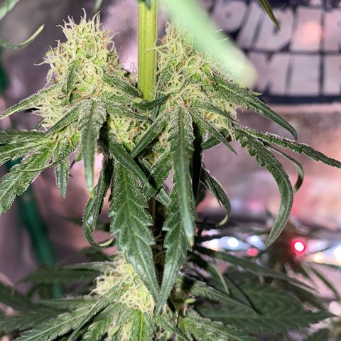 Super Boof growlog timeline photo
