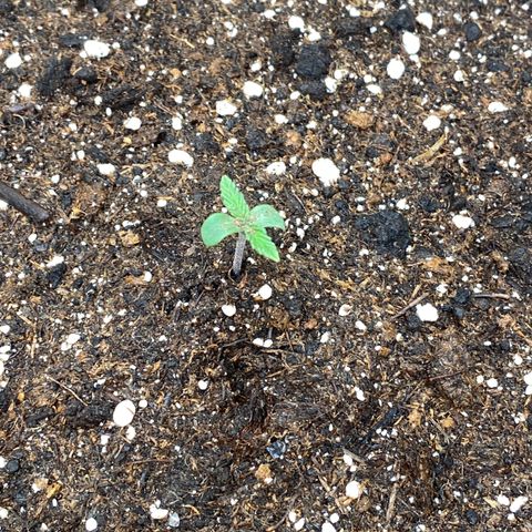 Auto Candy  growlog timeline photo