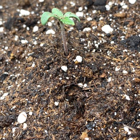 Auto Candy  growlog timeline photo
