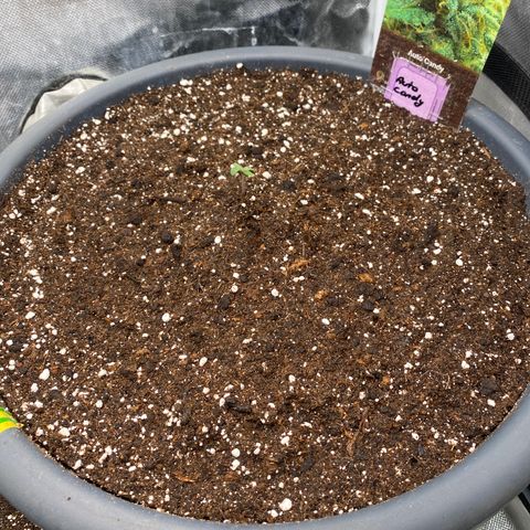 Auto Candy  growlog timeline photo
