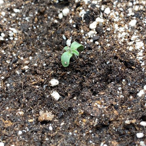 Auto Candy  growlog timeline photo