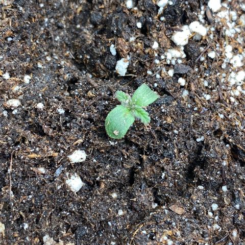 Auto Candy  growlog timeline photo
