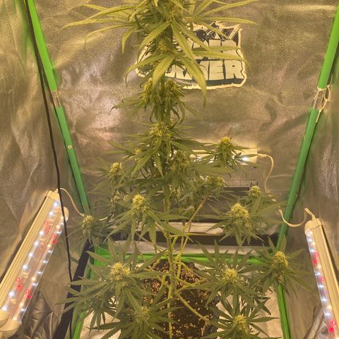 Super Boof growlog timeline photo