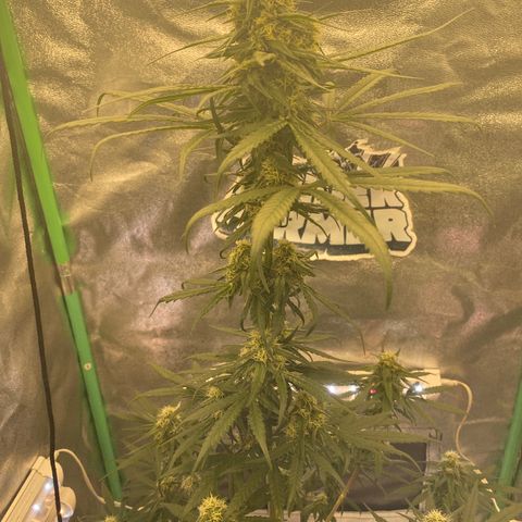 Super Boof growlog timeline photo