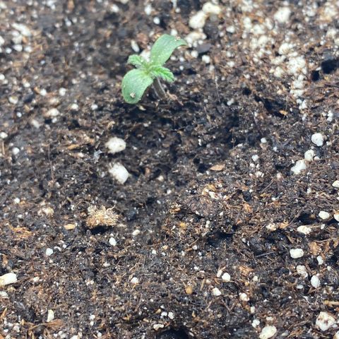 Auto Candy  growlog timeline photo