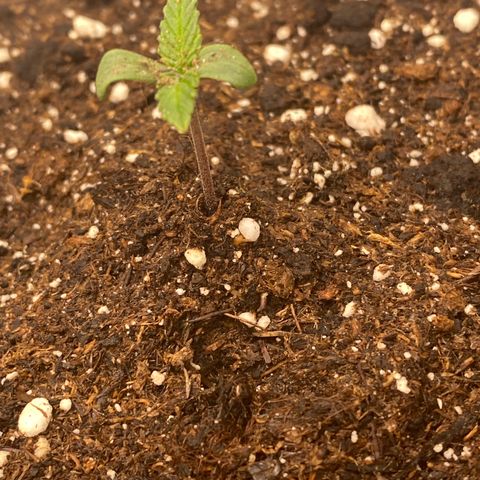 Auto Candy  growlog timeline photo