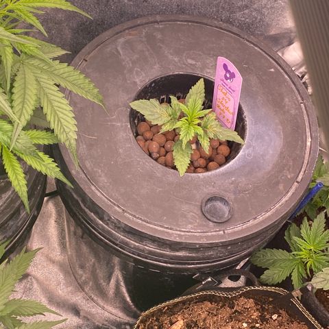 Studio 54 Stardust Auto growlog timeline photo