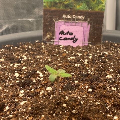 Auto Candy  growlog timeline photo