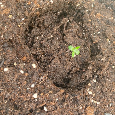 Auto Candy  growlog timeline photo