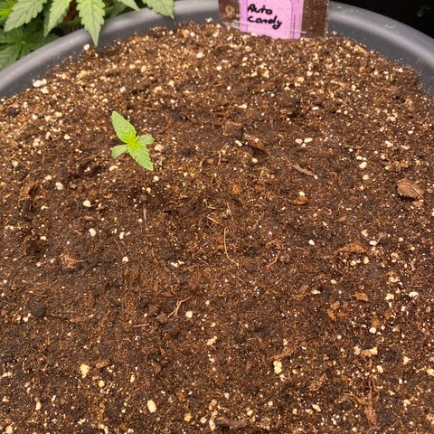 Auto Candy  growlog timeline photo