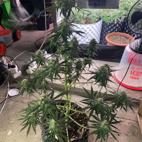 Super Boof growlog timeline photo