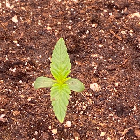 Auto Candy  growlog timeline photo
