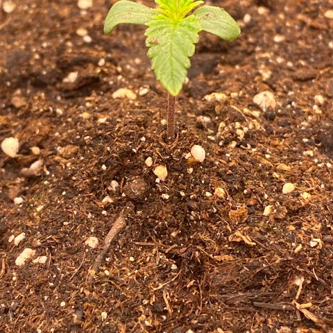 Auto Candy  growlog timeline photo