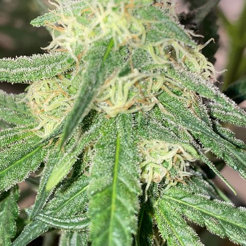Super Boof growlog timeline photo