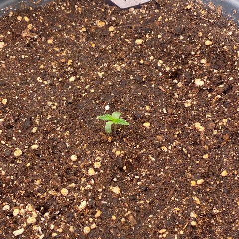 Auto Candy  growlog timeline photo