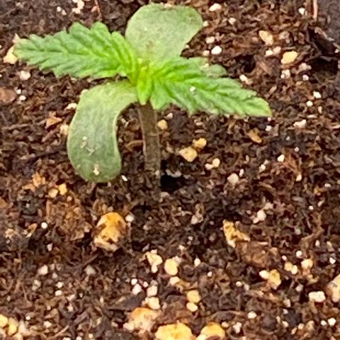 Auto Candy  growlog timeline photo