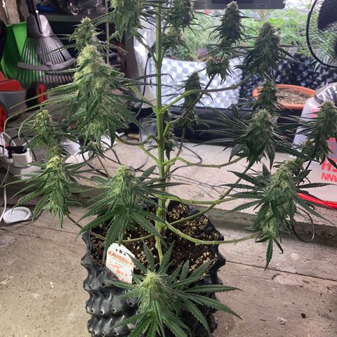 Super Boof growlog timeline photo
