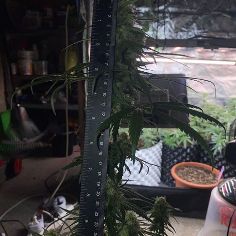 Super Boof growlog timeline photo