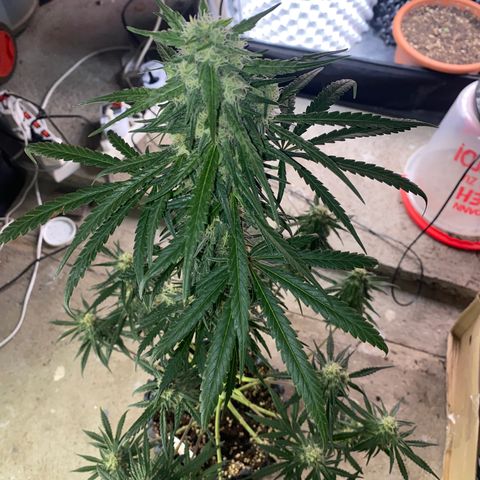 Super Boof growlog timeline photo