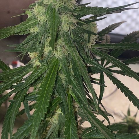 Super Boof growlog timeline photo