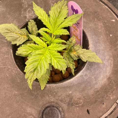 Studio 54 Stardust Auto growlog timeline photo