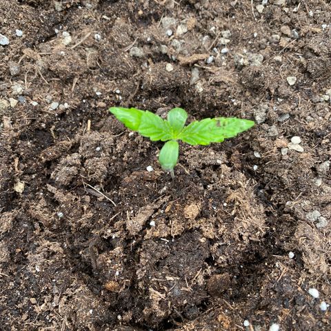Auto Candy  growlog timeline photo