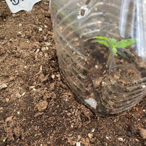 Auto Candy  growlog timeline photo