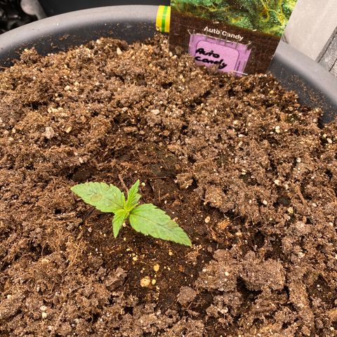 Auto Candy  growlog timeline photo