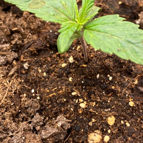 Auto Candy  growlog timeline photo