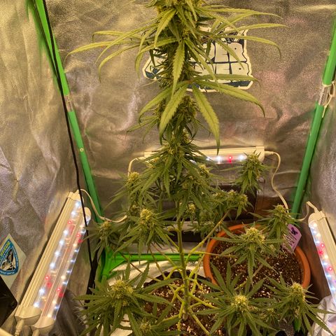 Super Boof growlog timeline photo