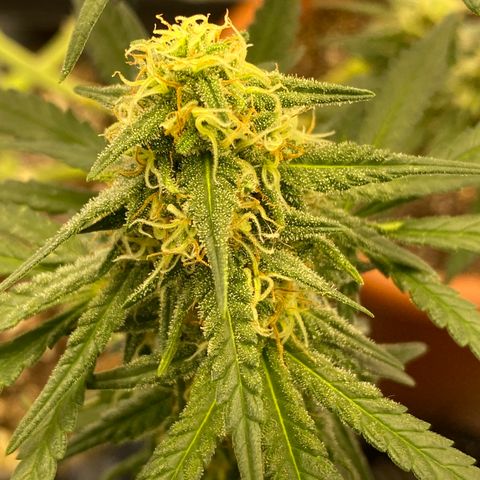 Super Boof growlog timeline photo