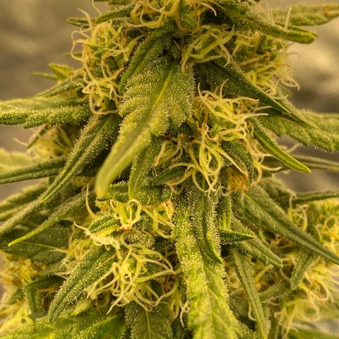 Super Boof growlog timeline photo