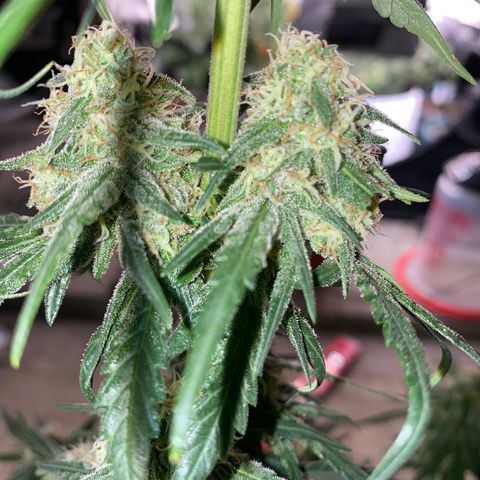 Super Boof growlog timeline photo