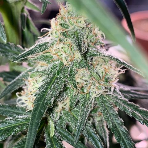 Super Boof growlog timeline photo