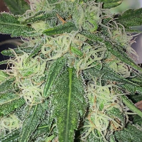 Super Boof growlog timeline photo