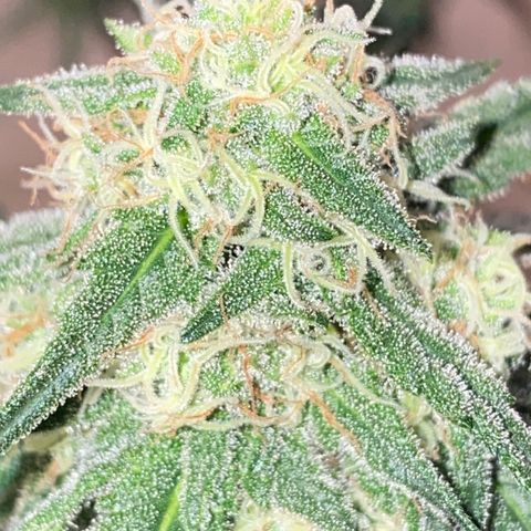 Super Boof growlog timeline photo
