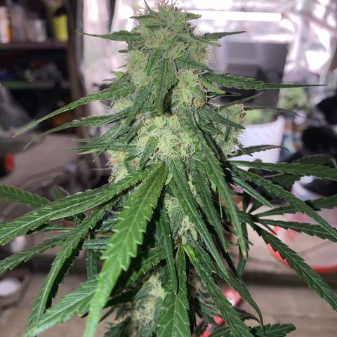 Super Boof growlog timeline photo