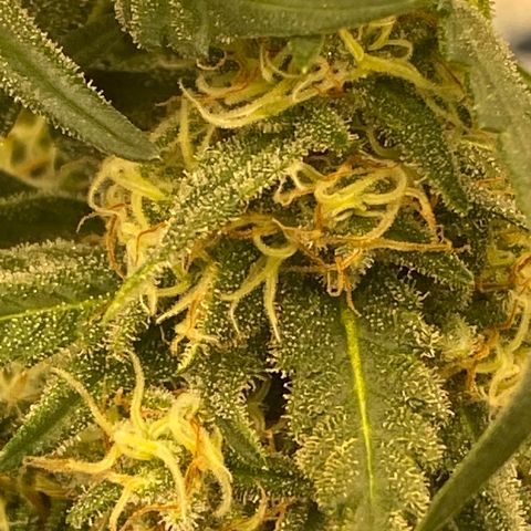 Super Boof growlog timeline photo