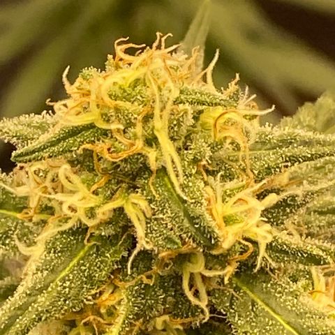 Super Boof growlog timeline photo