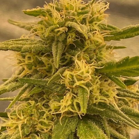 Super Boof growlog timeline photo